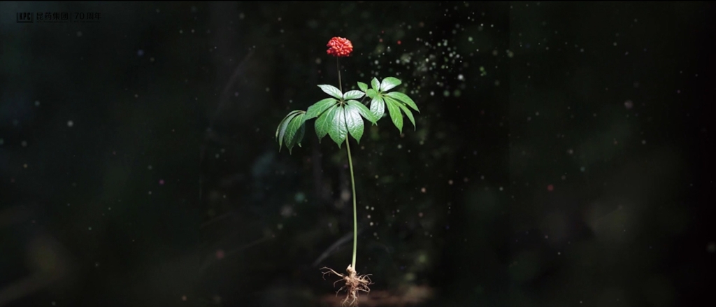 听，三七在说话